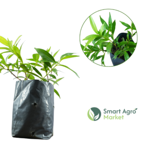 Variegated Christina | වෙරිග්‍රේට් ක්‍රිස්ටින‍ා