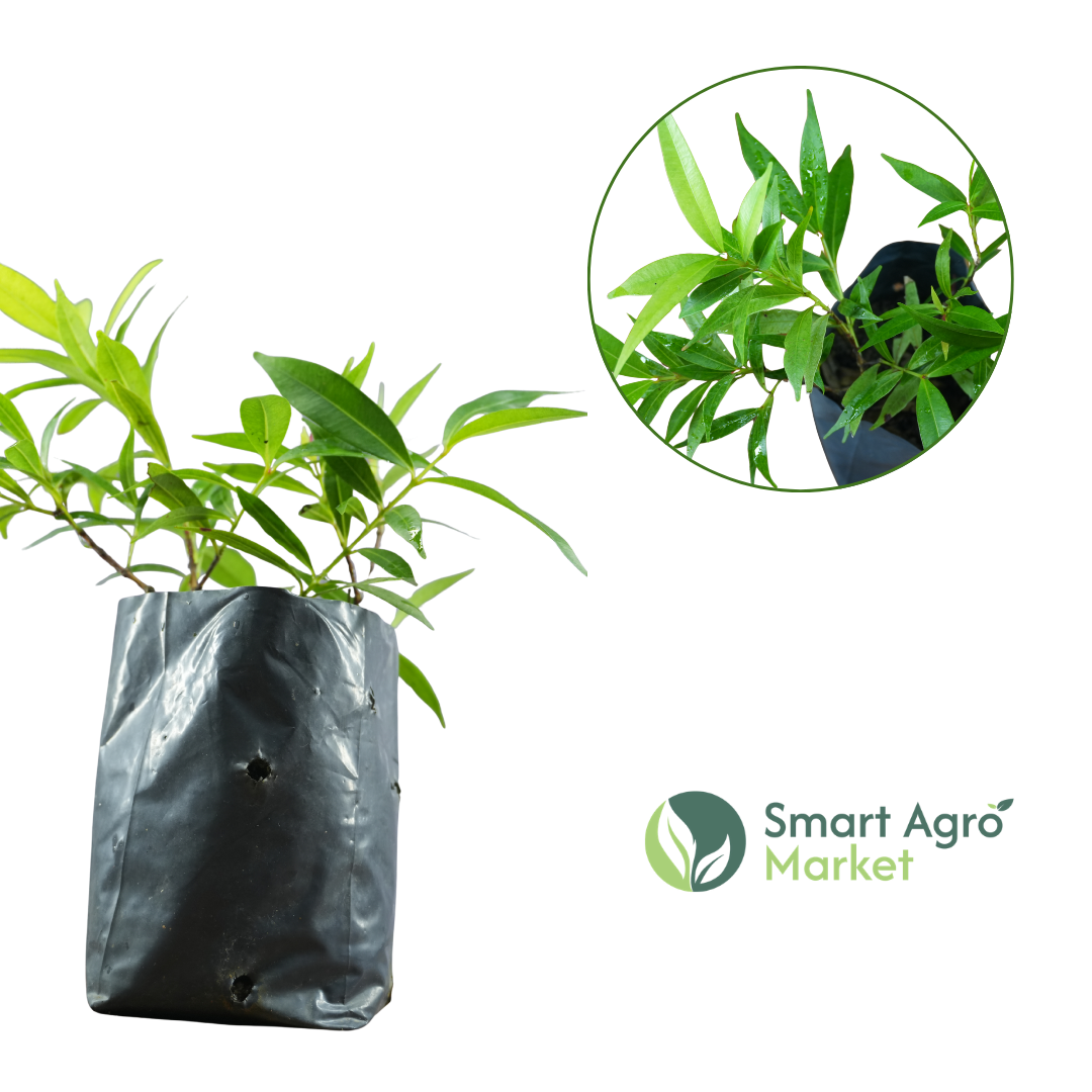 Variegated Christina | වෙරිග්රේට් ක්රිස්ටිනා