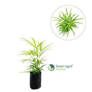 Desigossica | ඩෙසිගොසිකා