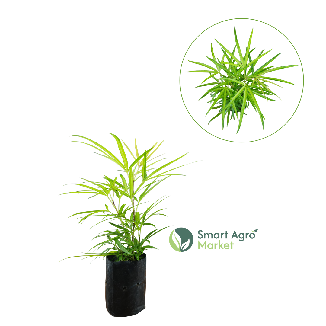 Desigossica | ඩෙසිගොසිකා