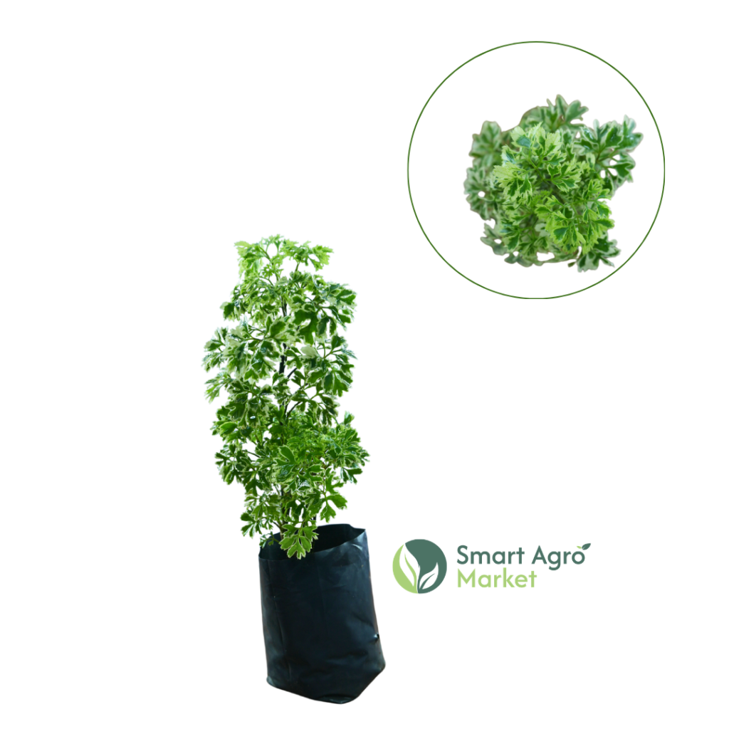 Polyscia/ Polyscias Balfouriana | පොලිෂියා