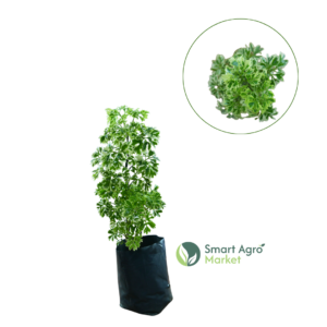 Polyscia/ Polyscias Balfouriana | පොලිෂියා