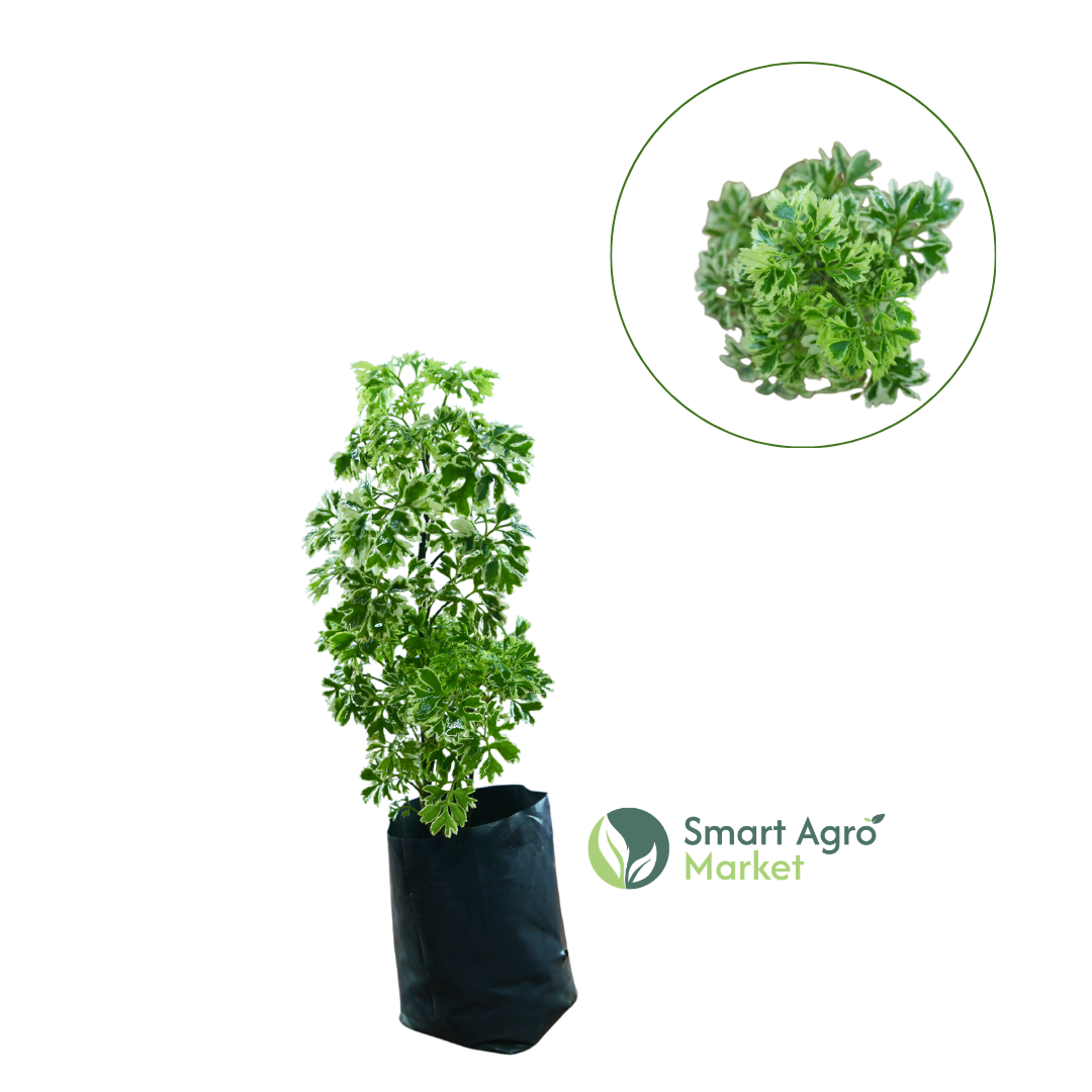 Polyscia/ Polyscias Balfouriana | පොලිෂියා