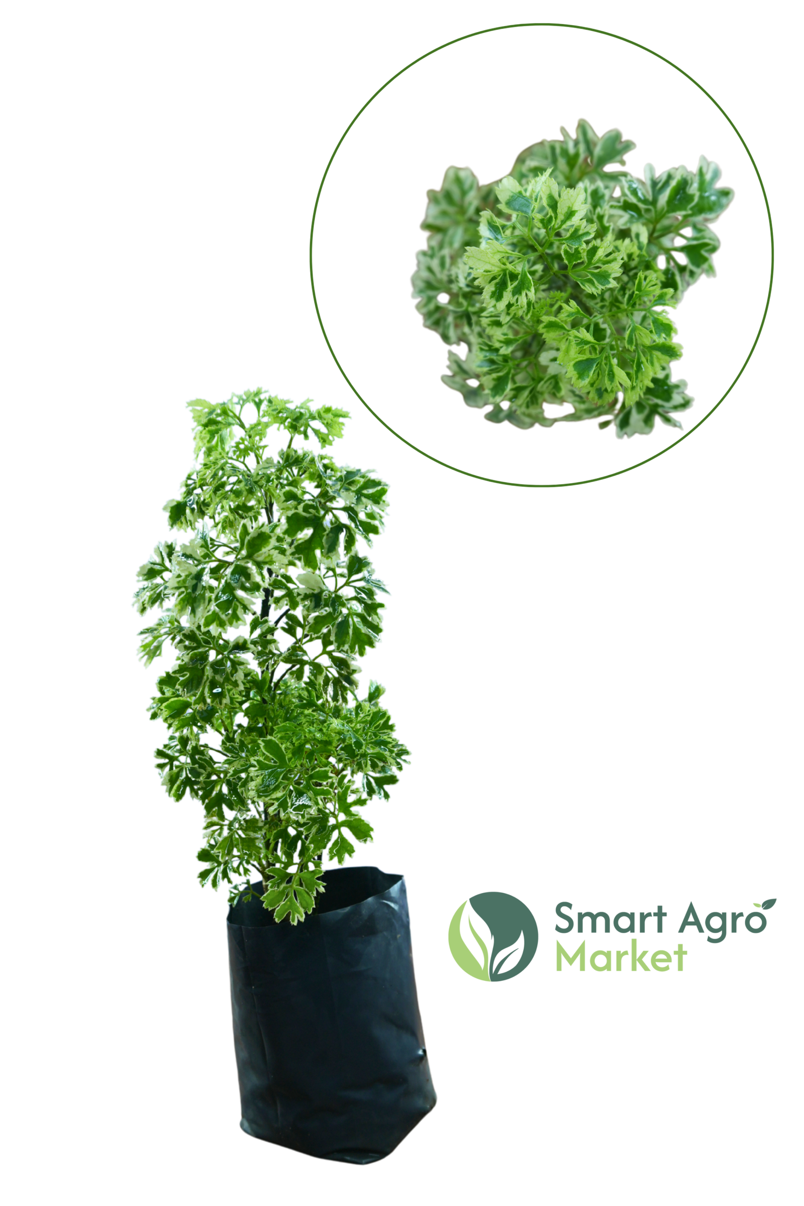 Polyscia/ Polyscias Balfouriana | පොලිෂියා - Image 2