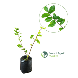 Cherry / Barbados / Acerola Cherry | චෙරි