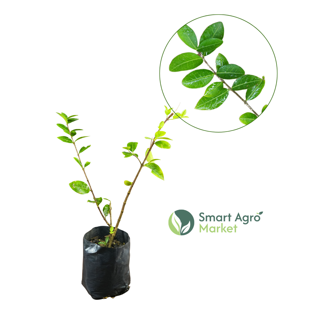 Cherry / Barbados / Acerola Cherry | චෙරි