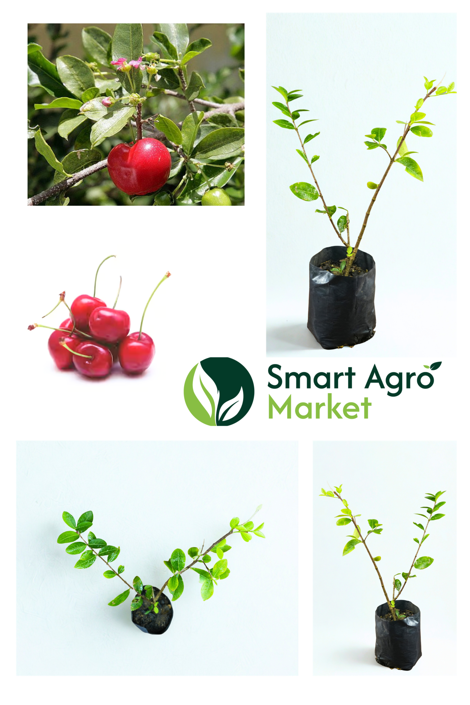 Cherry / Barbados / Acerola Cherry | චෙරි - Image 2