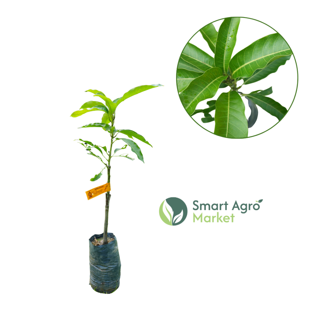 Karthakolomban Mango (Bud) කර්තකො‍ළොම්බම් අඹ (බද්ධ)