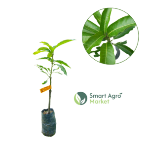 Karthakolomban Mango (Bud) කර්තකො‍ළොම්බම් අඹ (බද්ධ)