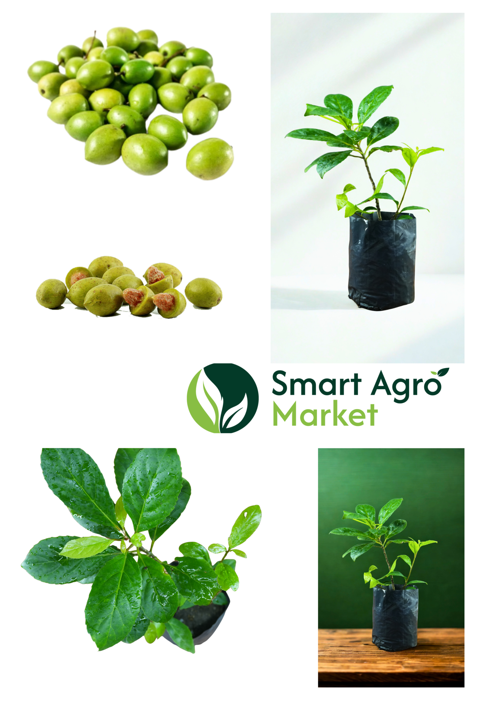 Ceylon Olive -(Medium Size) | වෙරළු - Image 2