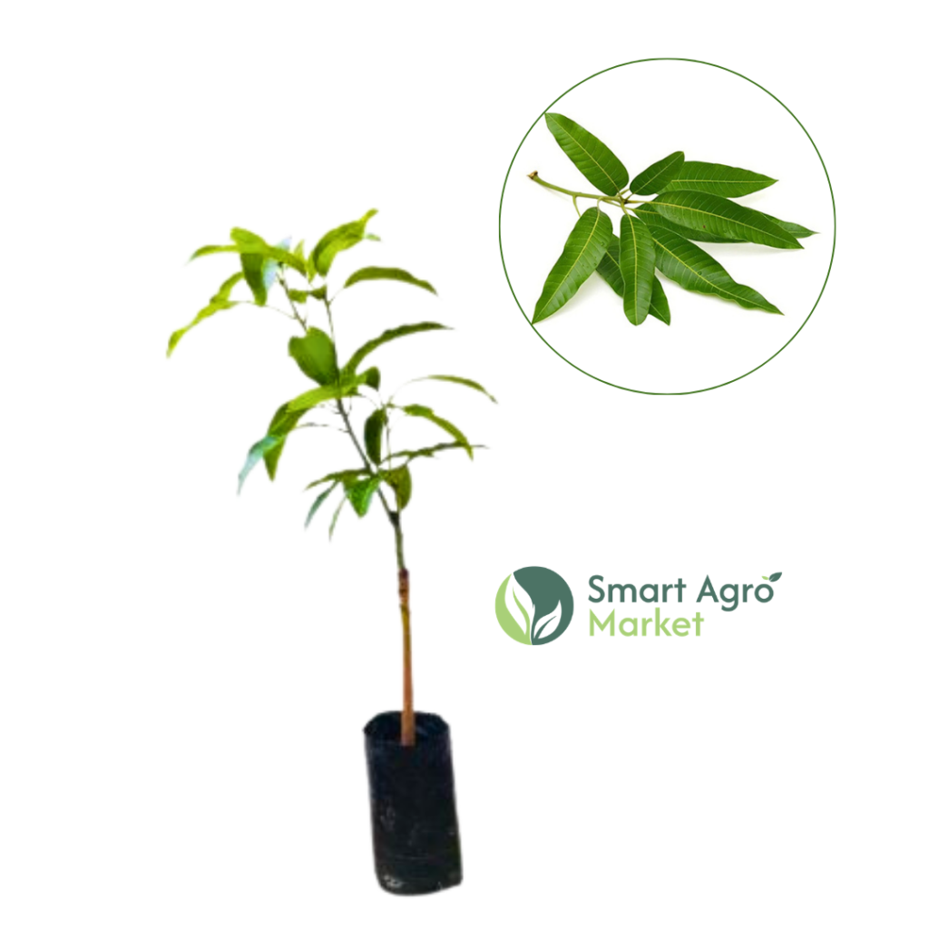 Villard Mango (Bud) | විලාට් අඹ (බද්ධ)