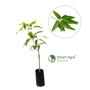 Villard Mango (Bud) | විලාට් අඹ (බද්ධ)