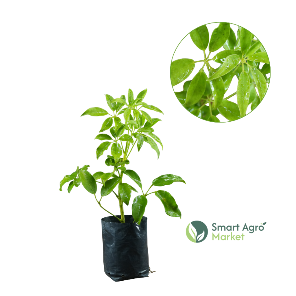 Syphlera | සිප්ලේරා