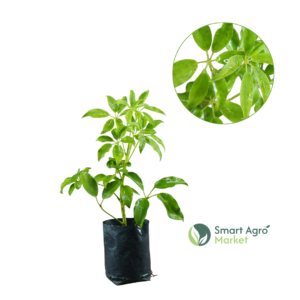 Syphlera | සිප්ලේරා