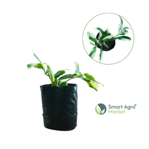 Jacobina | ජැකෝලිනා