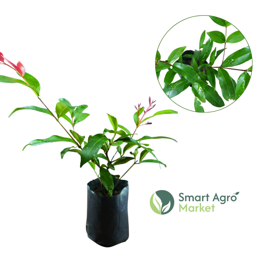 Christina -(Small) | ක්‍රිස්ටිනා