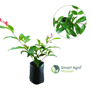 Christina -(Small) | ක්‍රිස්ටිනා