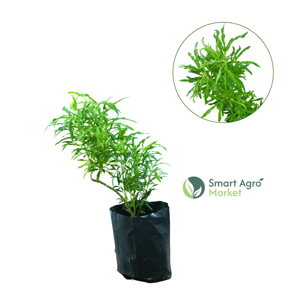 Croton | කුරුපිහිබියා