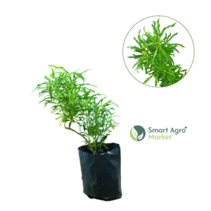 Croton | කුරුපිහිබියා