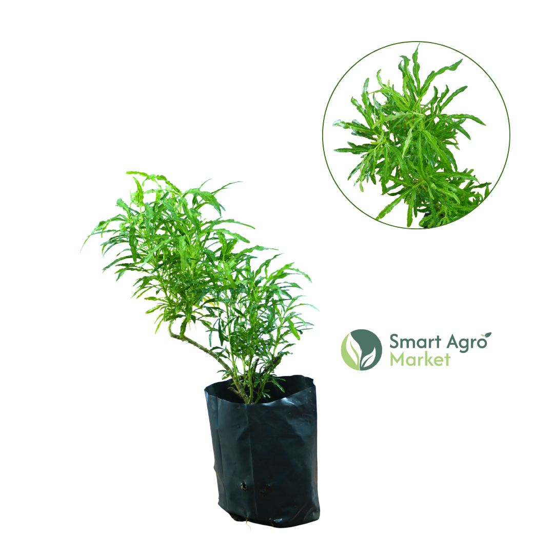 Croton | කුරුපිහිබියා