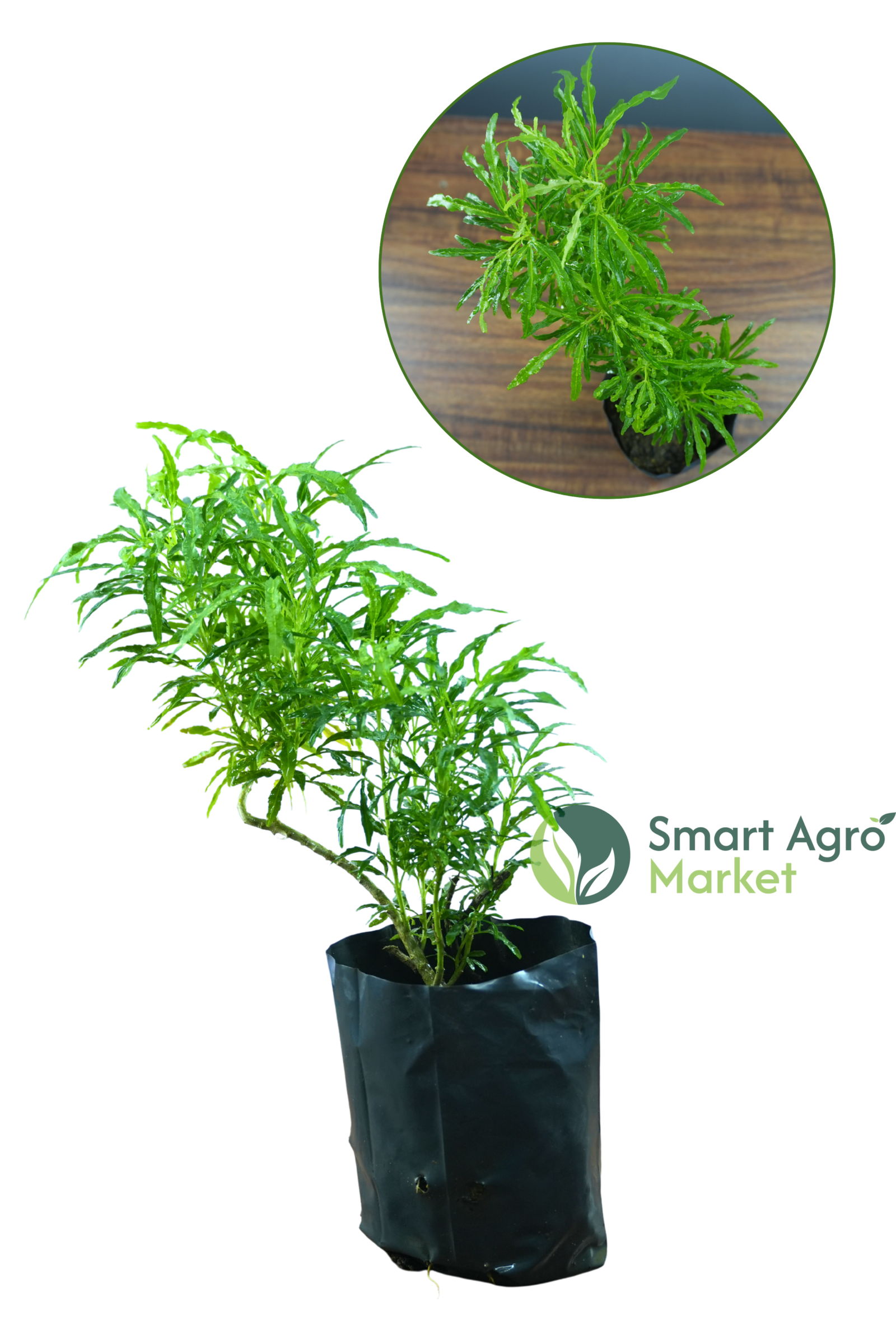 Croton | කුරුපිහිබියා - Image 2