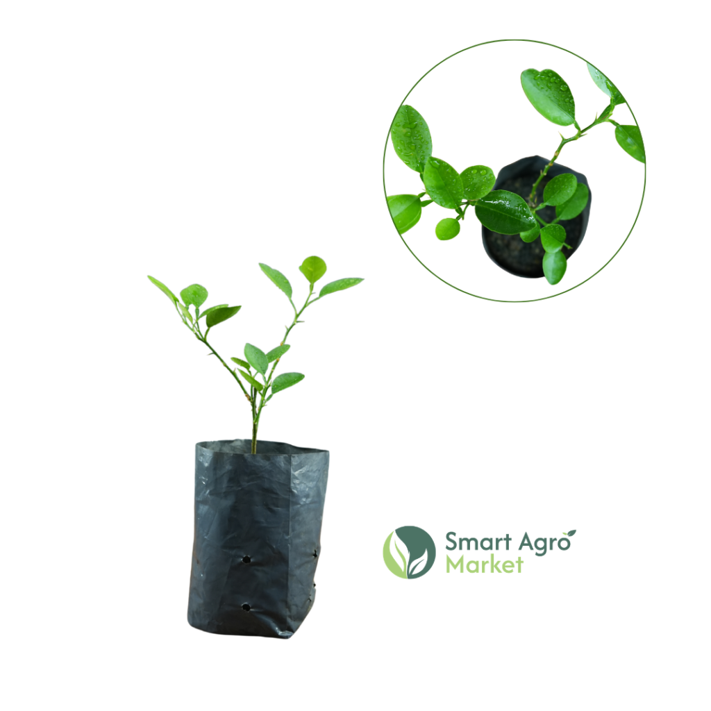 Lime | දෙහි
