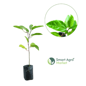 Passion Fruit | පැෂන්