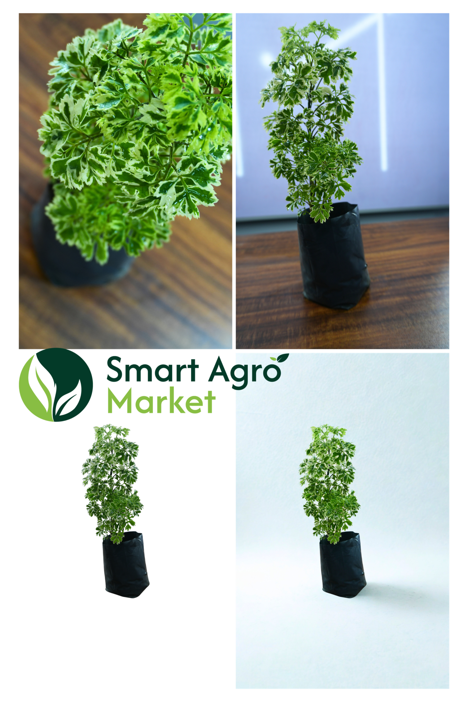 Polyscia/ Polyscias Balfouriana | පොලිෂියා - Image 3