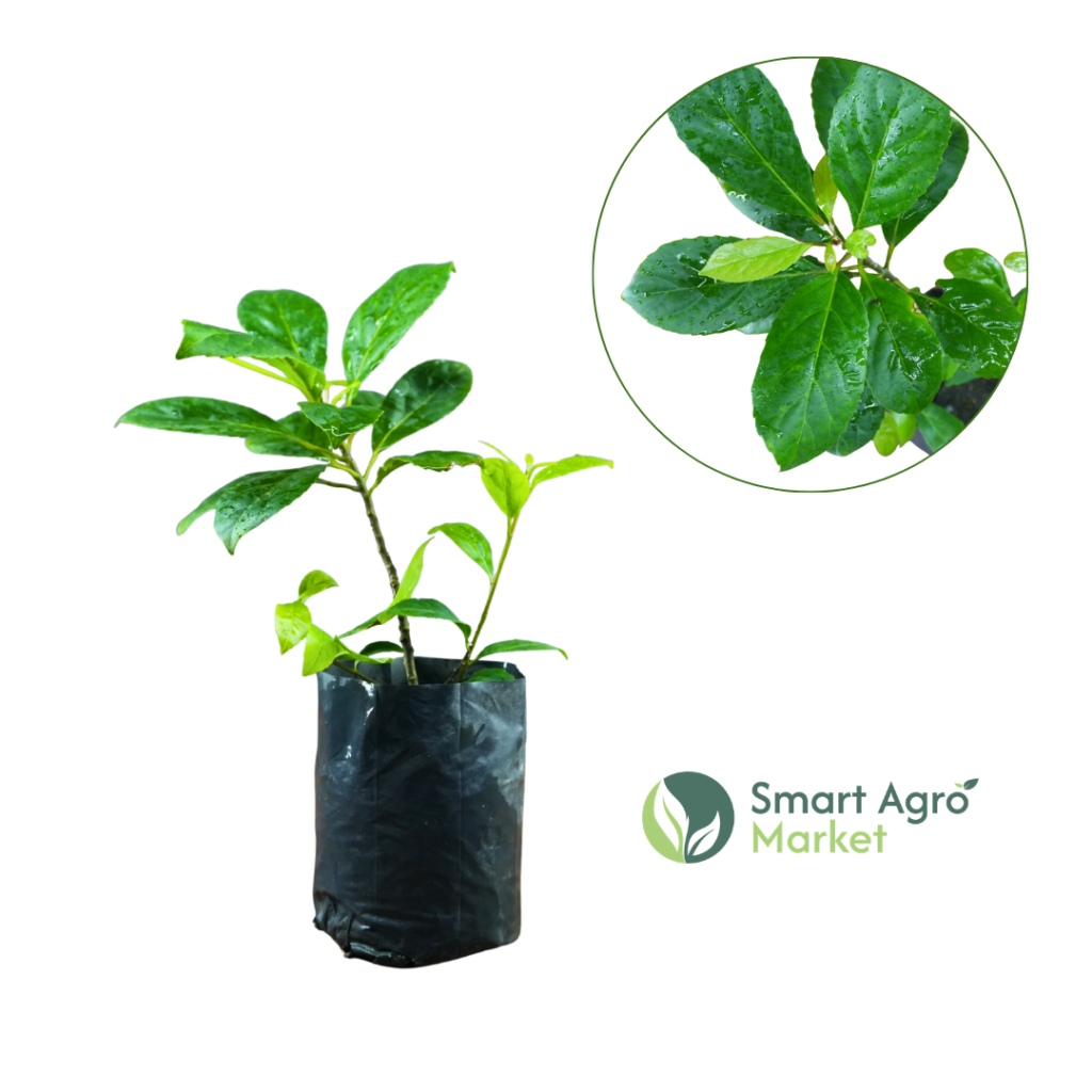 Ceylon Olive -(Medium Size) | වෙරළු