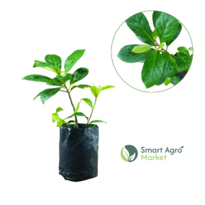 Ceylon Olive -(Medium Size) | වෙරළු