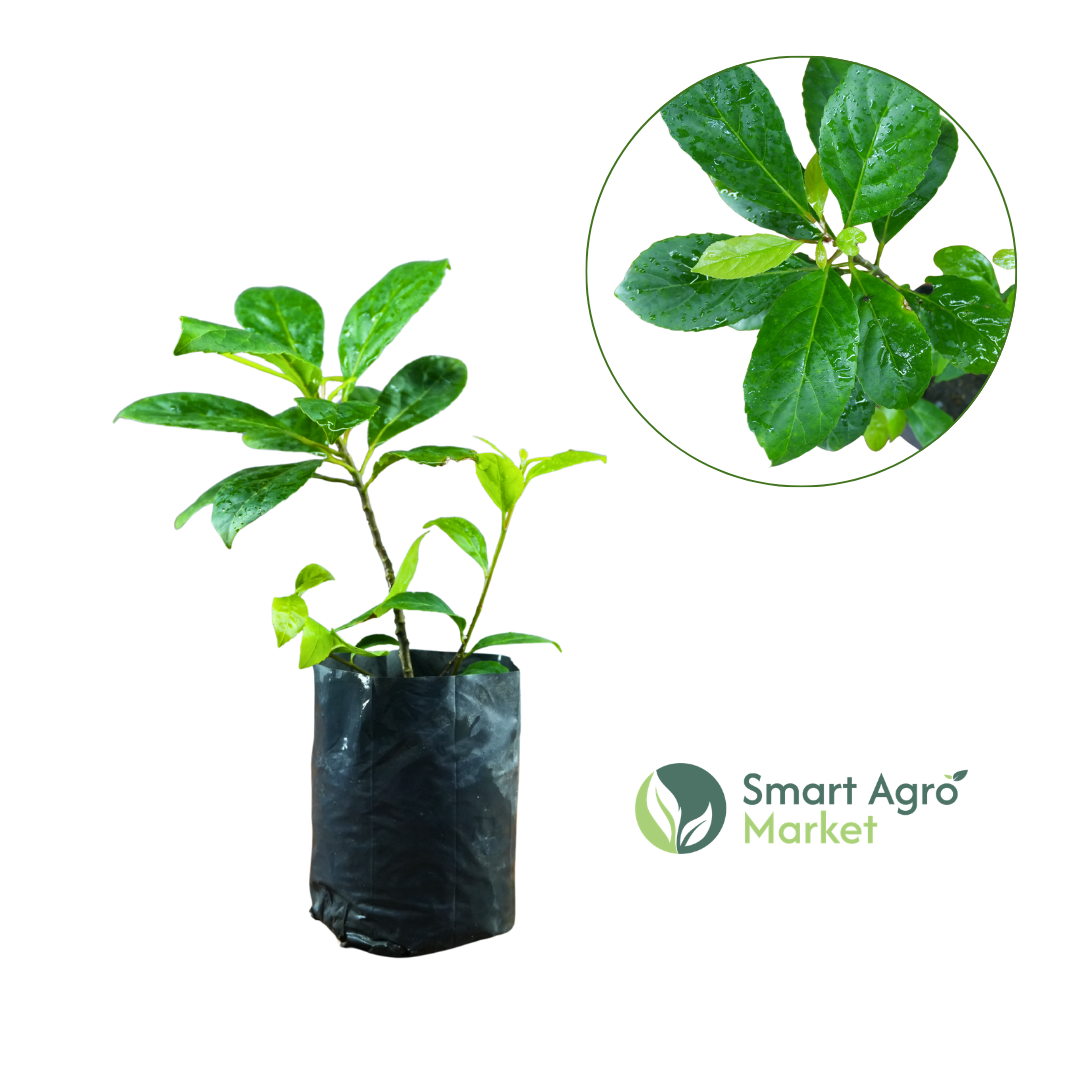 Ceylon Olive -(Medium Size) | වෙරළු