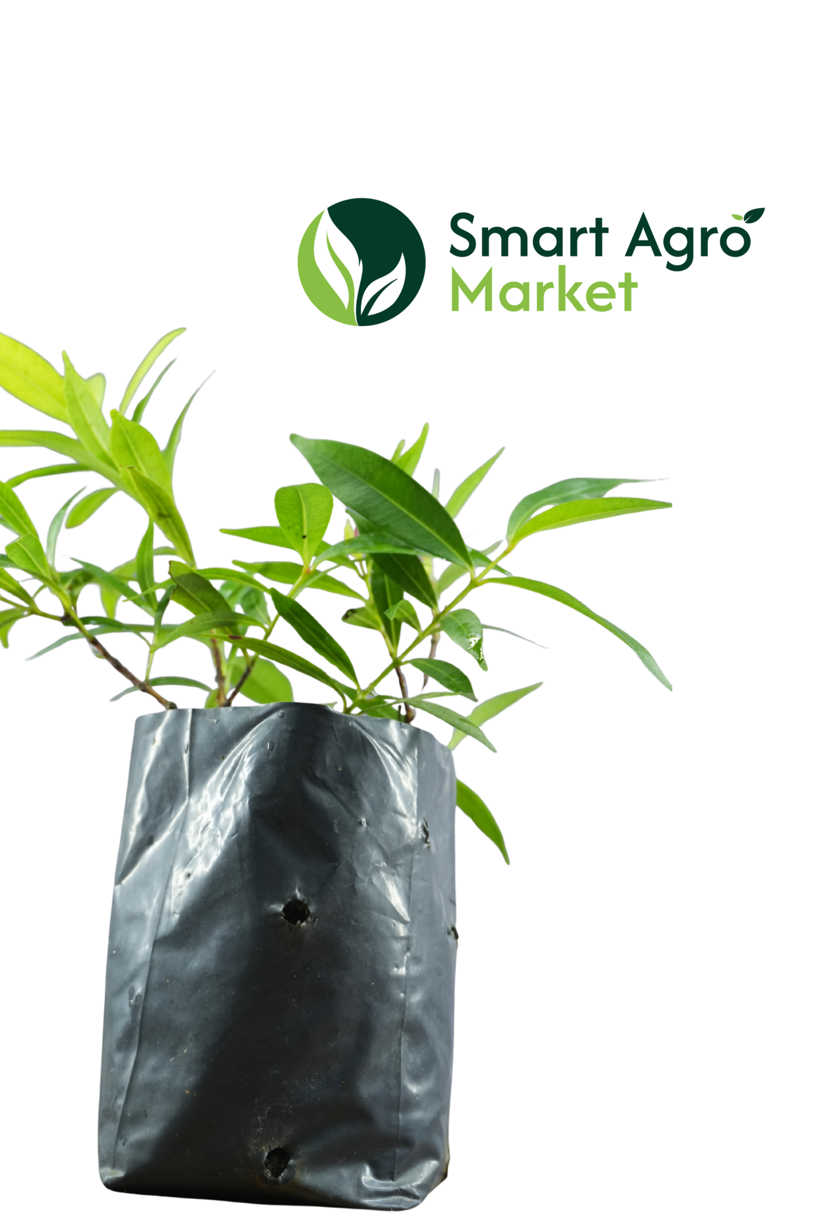 Variegated Christina | වෙරිග්රේට් ක්රිස්ටිනා - Image 3