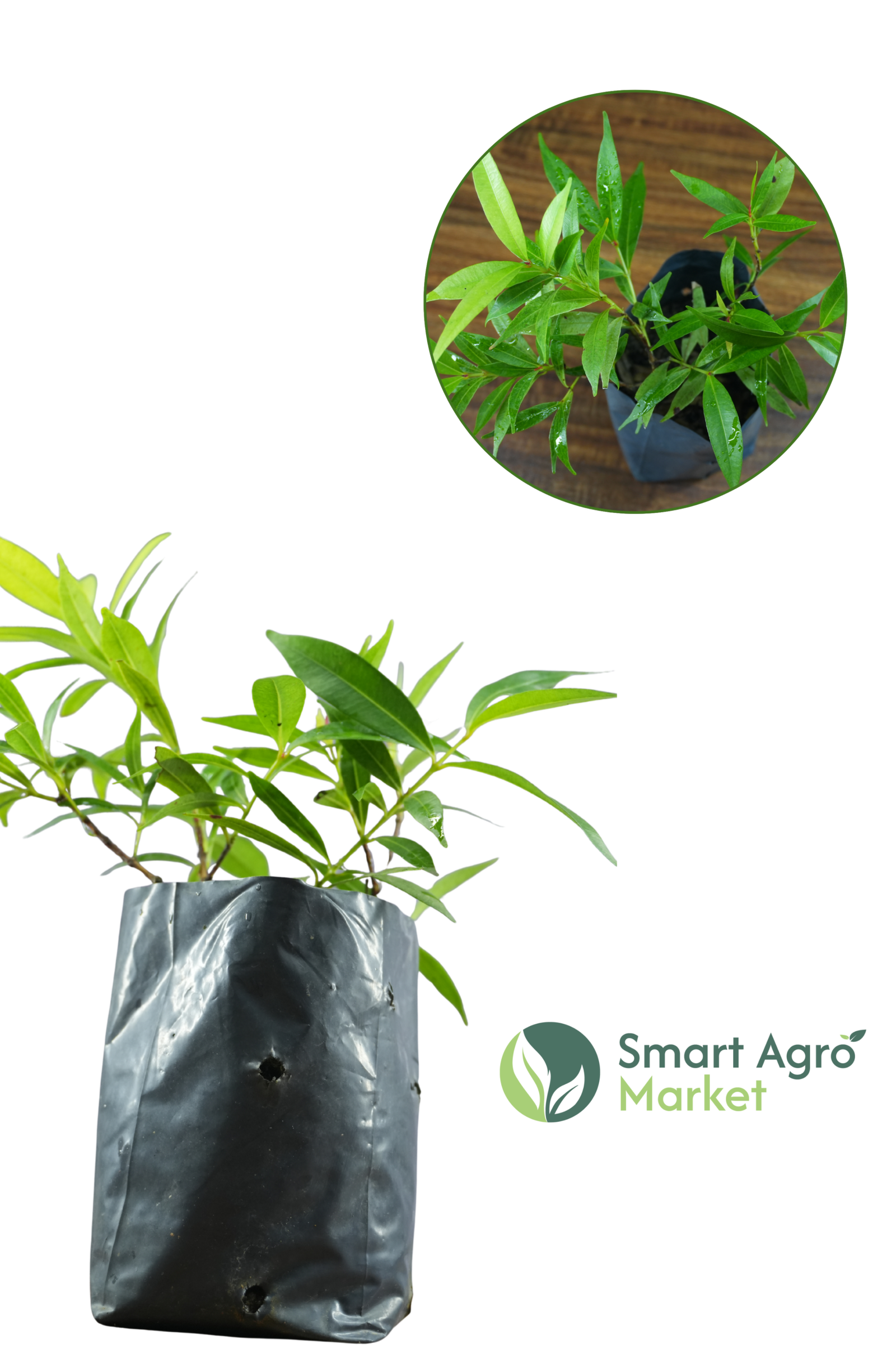 Variegated Christina | වෙරිග්රේට් ක්රිස්ටිනා - Image 2