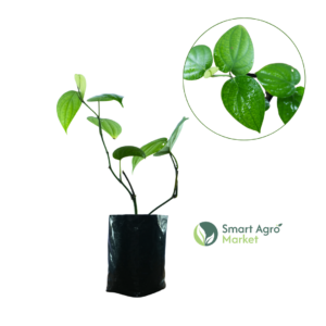 Vine Pepper/Black Pepper | වැල් ගම්මිරිස්