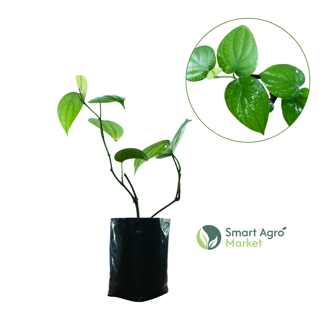 Vine Pepper/Black Pepper | වැල් ගම්මිරිස්