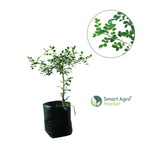 Asteria /Acteria | ඇක්ටේරියා