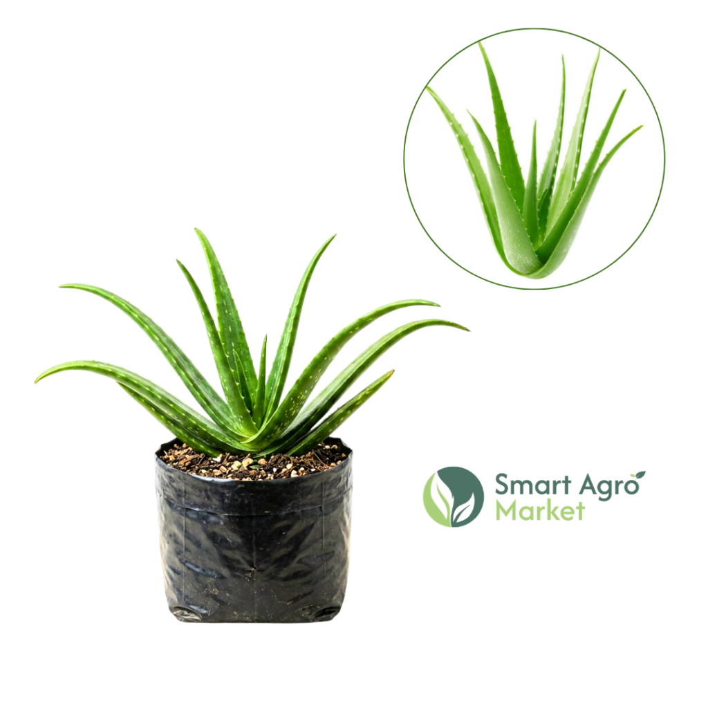 Aloe vera | කොමාරිකා