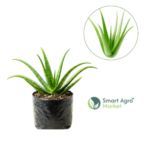 Aloe vera | කොමාරිකා