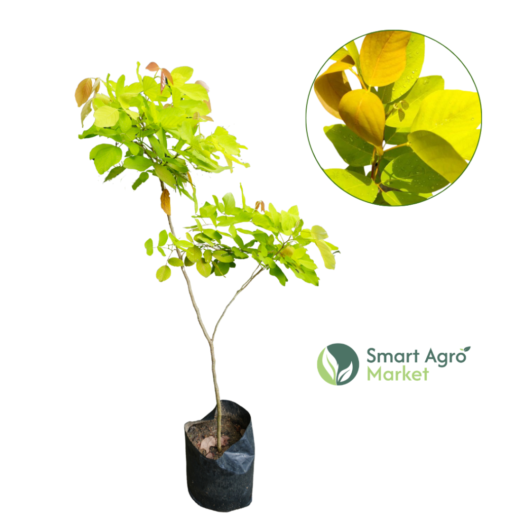Yellow Croton- Large Size| කහකරද (ලොකු)