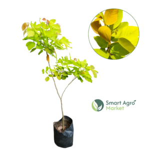 Yellow Croton- Large Size| කහකරද (ලොකු)