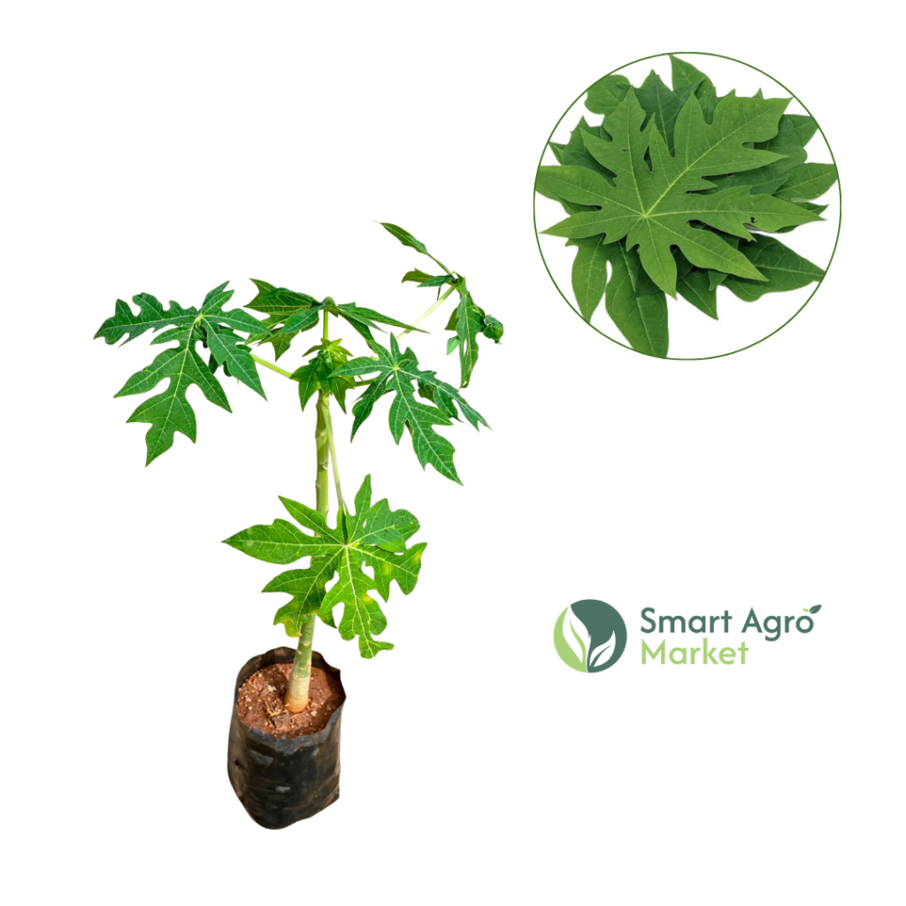 Papaya | පැපොල්