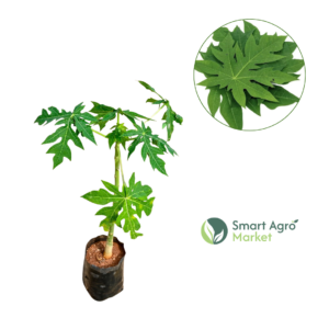 Papaya | පැපොල්