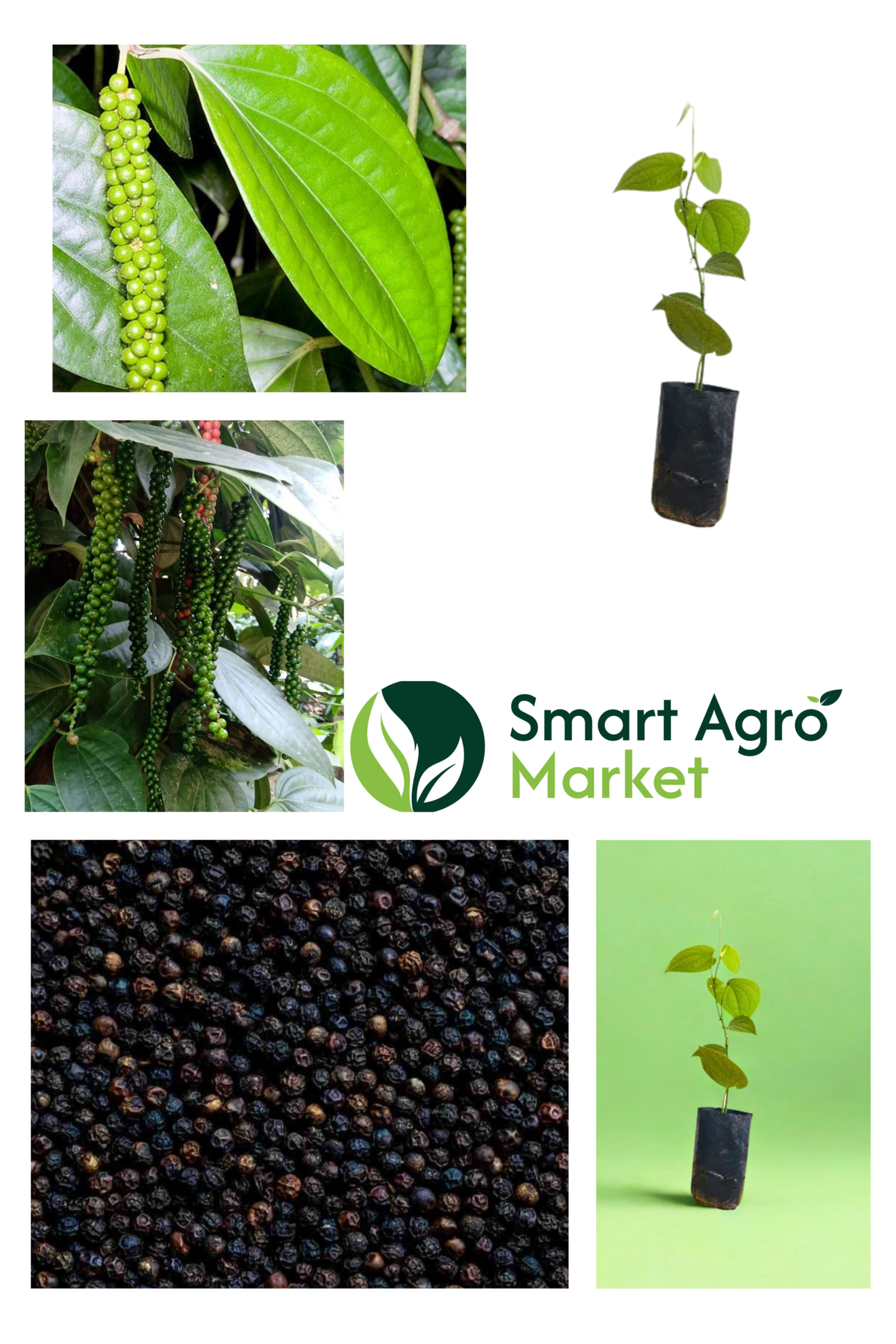 Vine Pepper/Black Pepper | වැල් ගම්මිරිස් - Image 2