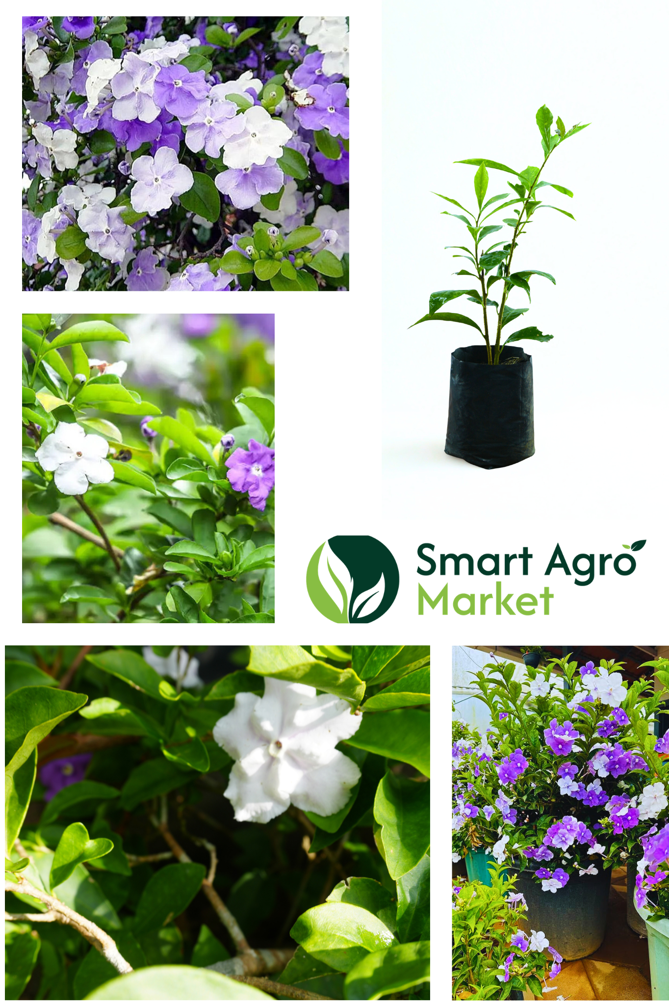 Yesterday-Today-and-Tomorrow Plant / Brunfelsia pauciflora | සැරියුත්මුගලන් - Image 2