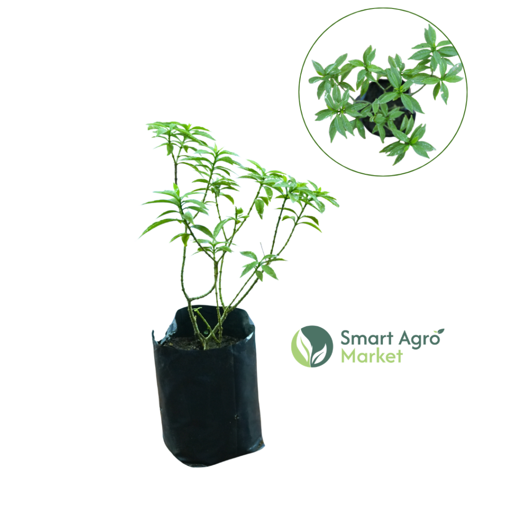 Evata Silver Plant - (Small Size) | අළු ඉවාටා