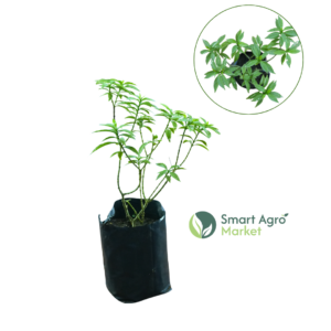 Evata Silver Plant - (Small Size) | අළු ඉවාටා