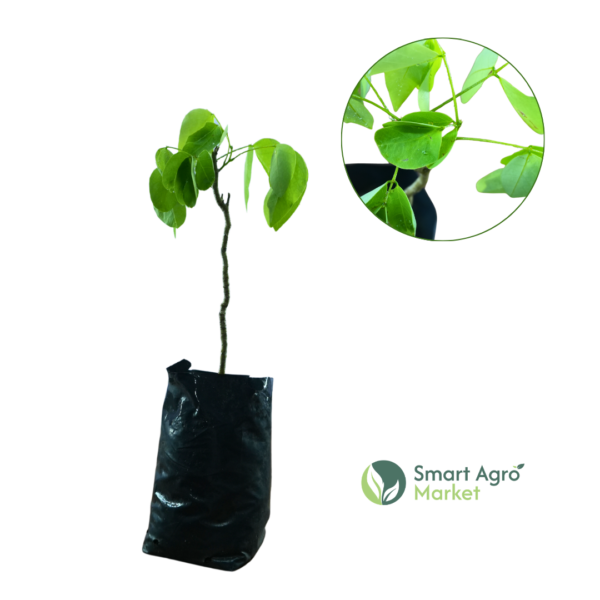 Golden Shower Tree plant / Ahala | ඇහැළ – Smart Agro Market