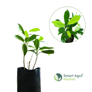 Golden ficus(Yellow-Green Benjamina nuga) - golden variegated | ගෝල්ඩන් නුග/ බෙන්ජමිනා |