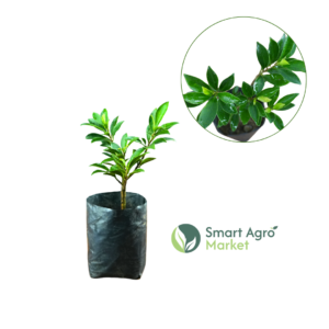 Green Benjamina | හීන් පෙති නුග
