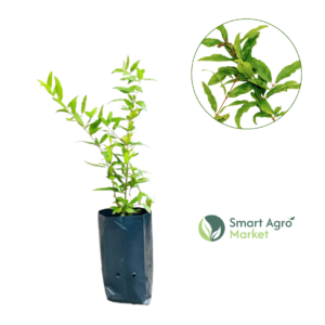 Pomegranate | දෙළුම්